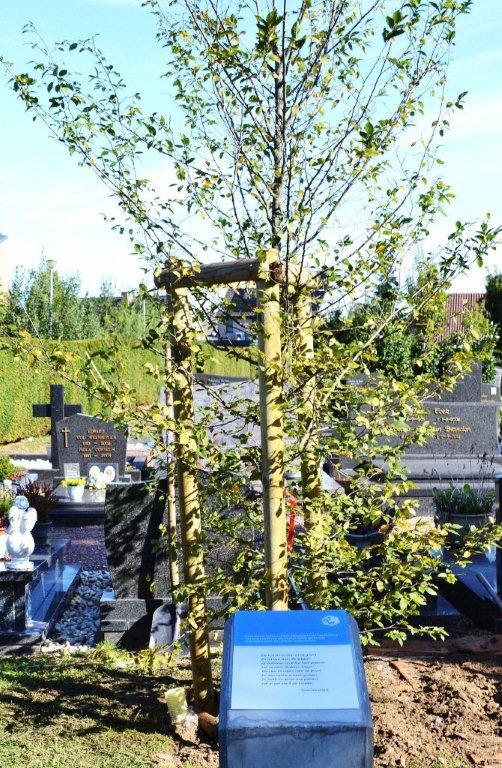 Coronaboom Sint-Gillis-Waas 2 