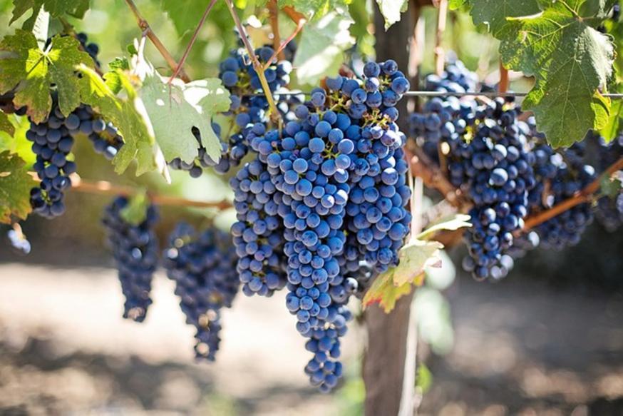 Verbonden met de wijnstok draagt de rank rijke vruchten.  © pixabay