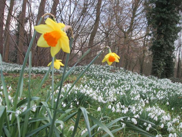 Vrijwilligers zijn als lentebloemen die overal hun kop opsteken en zo kleur en hoop brengen. © jh