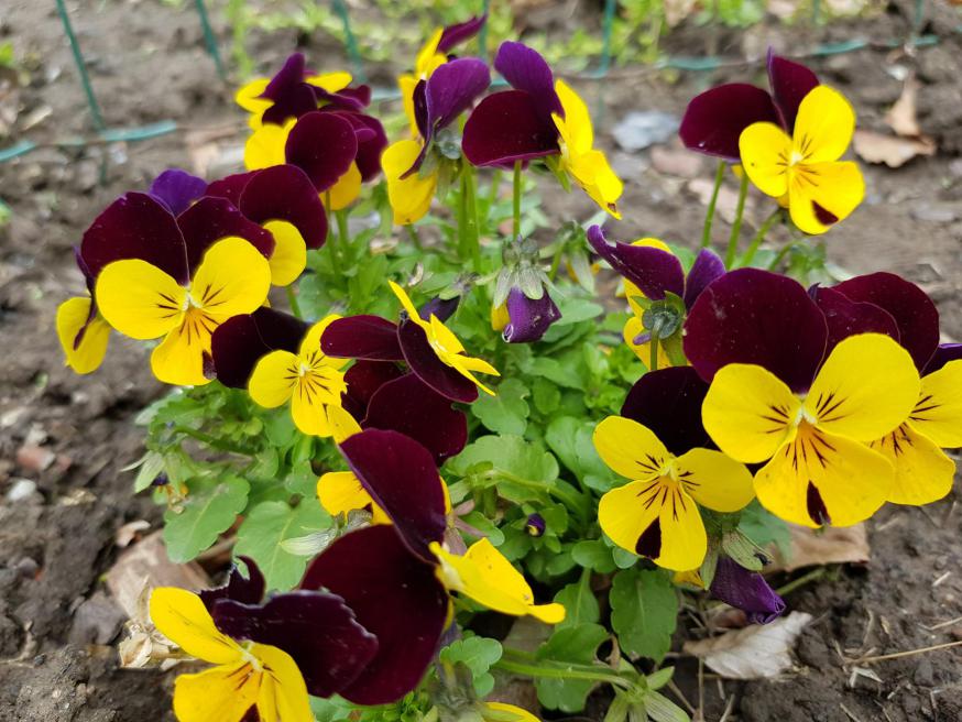 genieten van de tuin van Chantal De Keyster 