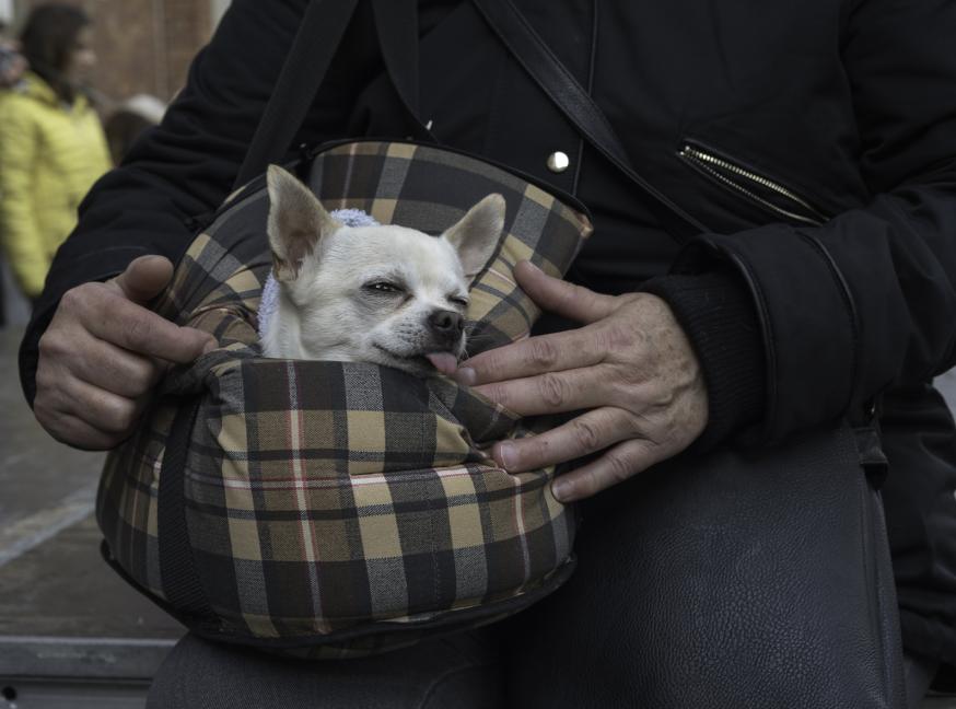 Welkom op de traditionele Dierenzegening, sinds 1932 een zegening voor dieren en hun baasjes © AVM
