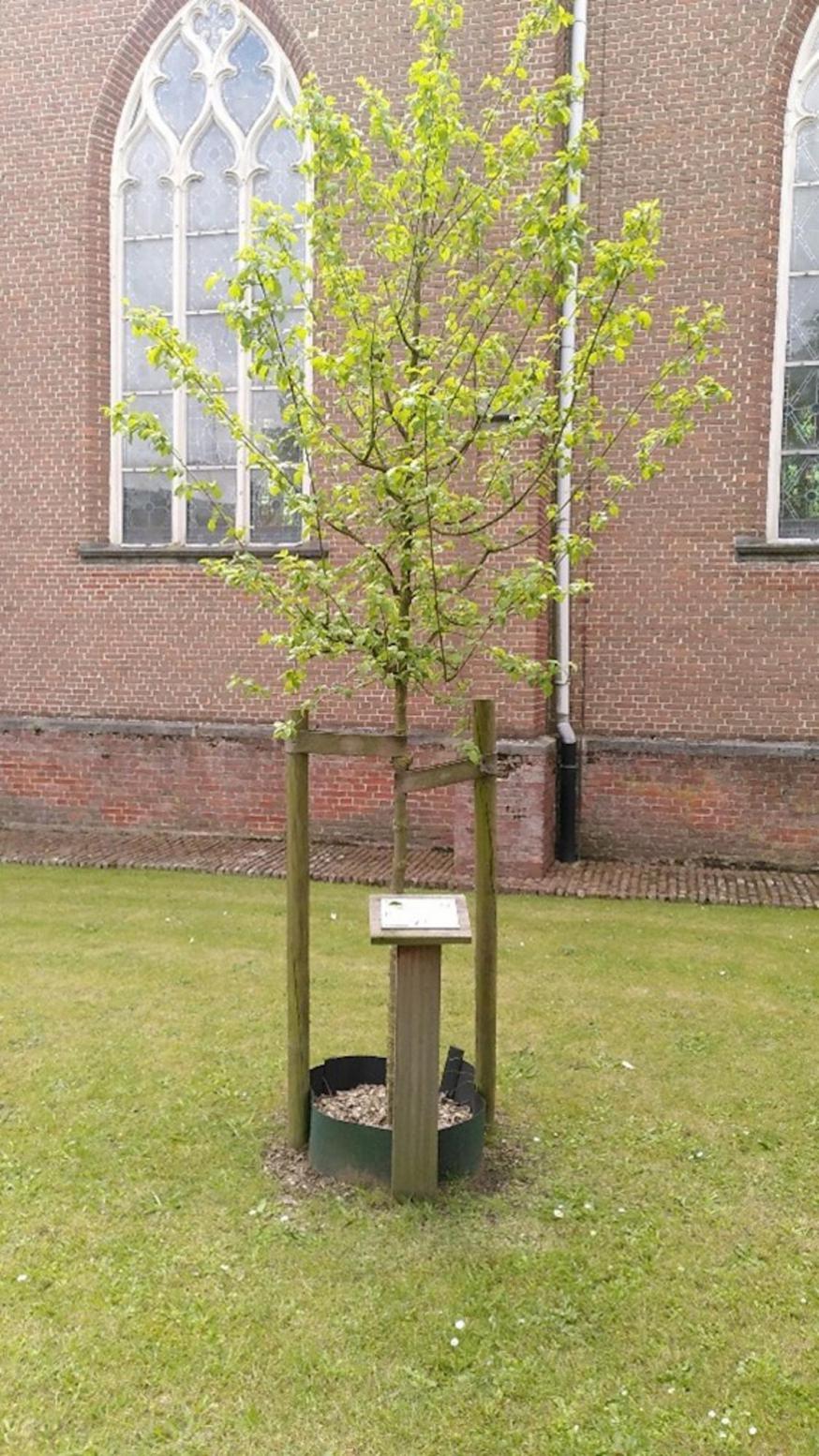 Laudatio Si'-boom in Tielen. © Jef Peeters