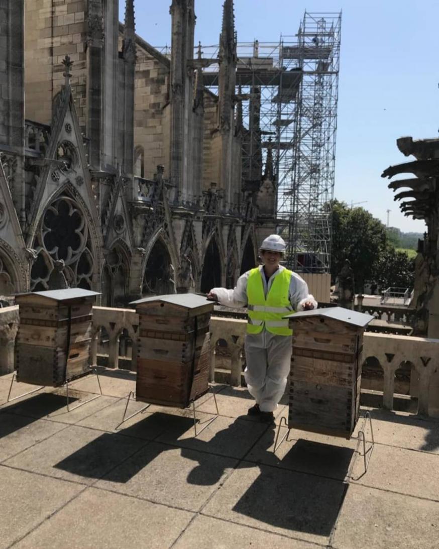 De bijen van de Notre Dame overleefden de brand in april 2019. © Instagram Beeopic De bijen van de Notre Dame overleefden de brand in april 2019. © Instagram Beeopic
