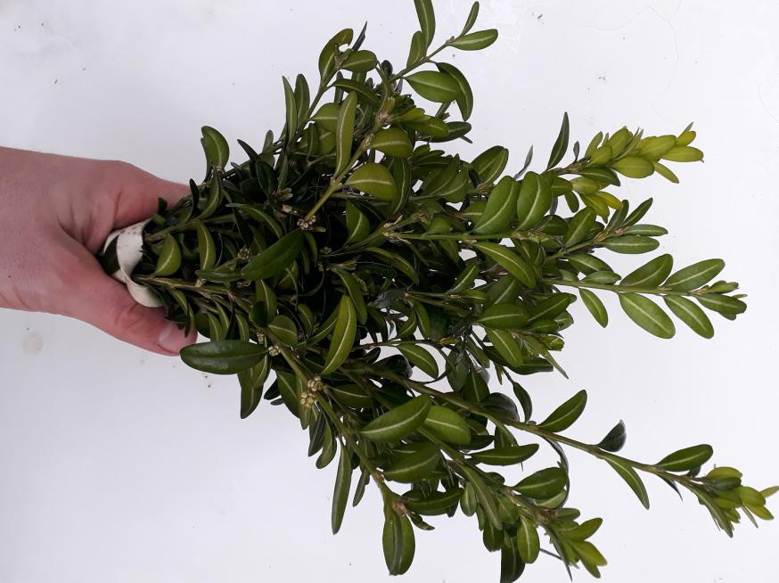 Palmtakken © Parochie Maldegem