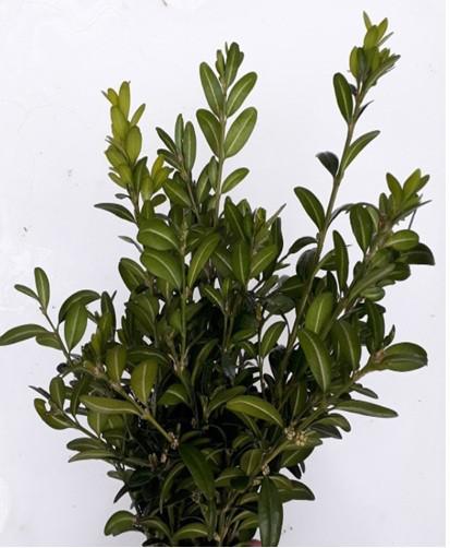 liturgie © past. zone oase