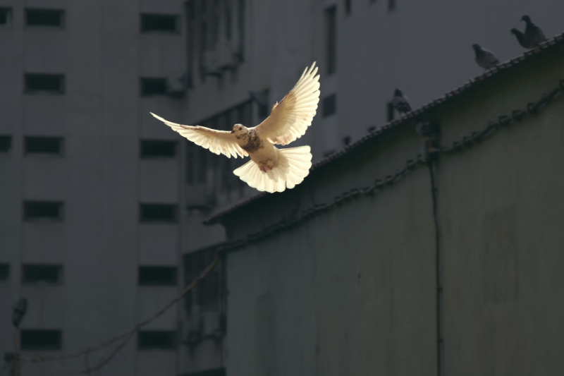 ‘ Elke dader is iemand die nog meer slachtoffers maakt. Elk slachtoffer is er een te veel. Daar zijn geen excuses voor.’ © Unsplash