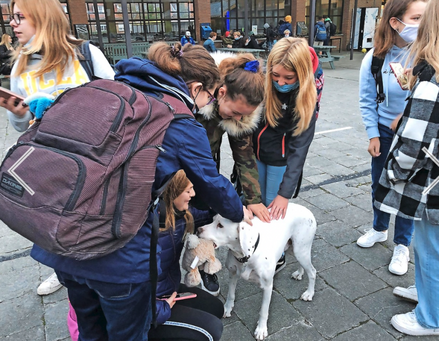 Op het VTI in Zeebrugge zwerft Flack rond, de hond van de directrice. De hond dient ook als bliksemafleider bij moeilijke gesprekken. © VTI Zeebrugge Havenschool