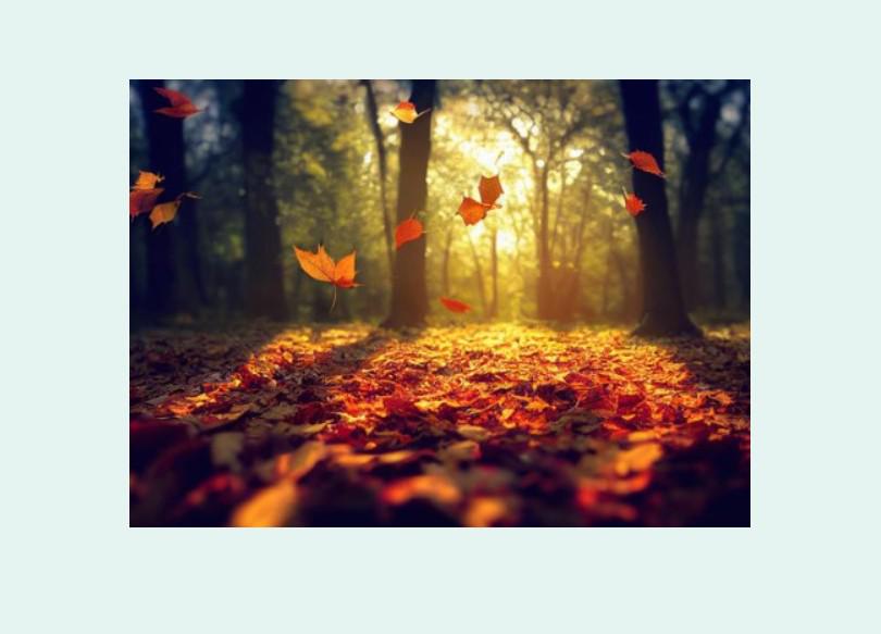 Herfstwandeling © Pelgrimspastoraal bisdom Hasselt