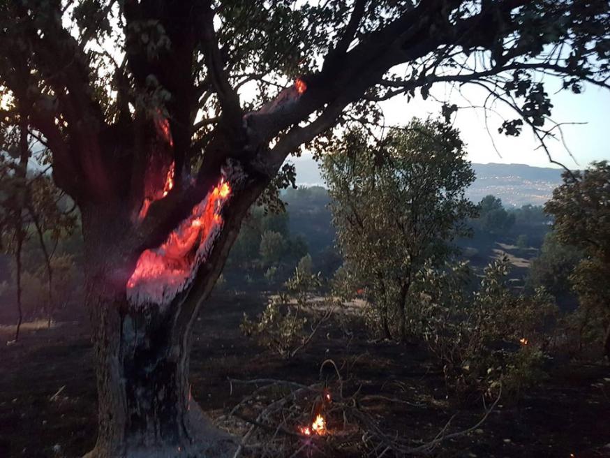 In Şırnak sneuvelden honderden bomen en meer dan duizend hectare wijngaard © Facebook In Şırnak sneuvelden honderden bomen en meer dan duizend hectare wijngaard © Facebook