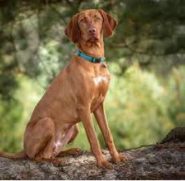 Tes, de hond van Sven © Sven Bosmans
