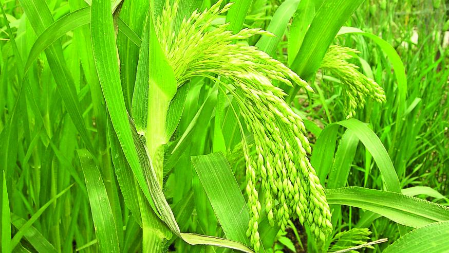 Panicum miliaceum of pluimgierst  © RR