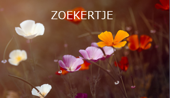 Zoekertje © Daniel Van Nieuwenhuyze
