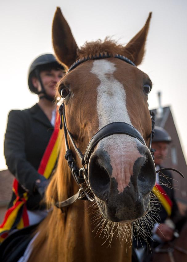 Paardenprocessie van Kester erkend als immaterieel erfgoed. © Rudy Boon
