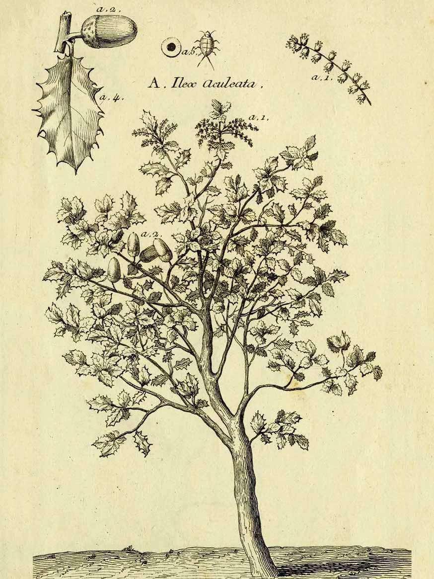 Hulsteik - Quercus coccifera © CC