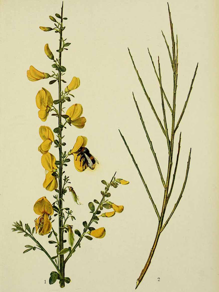 Gele brem - Cytisus scoparius © CC