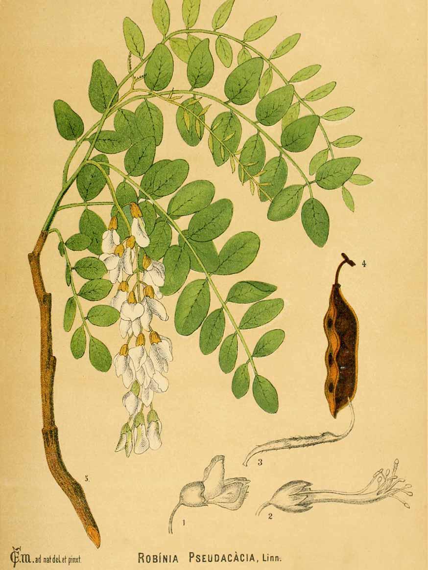 Robinia - Robinia pseudoacacia © CC