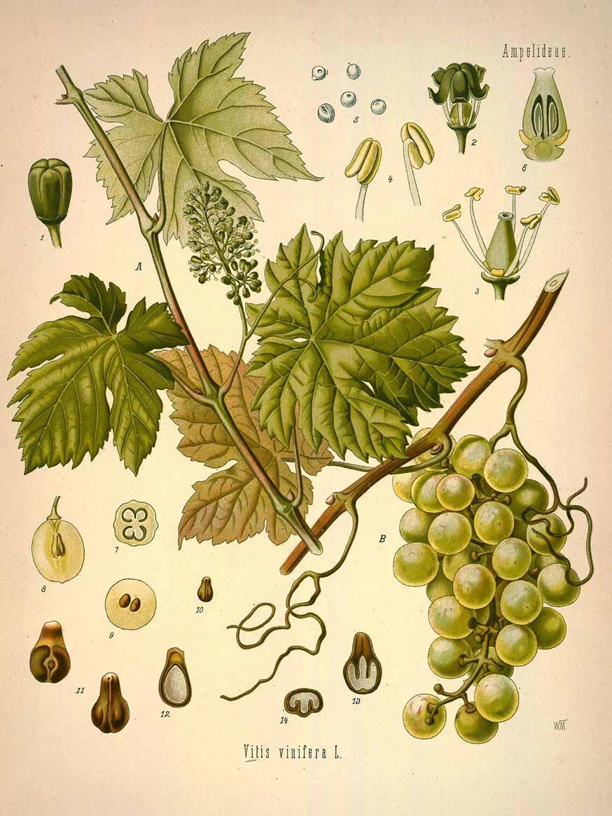 Druif - Vitis vinifera © CC