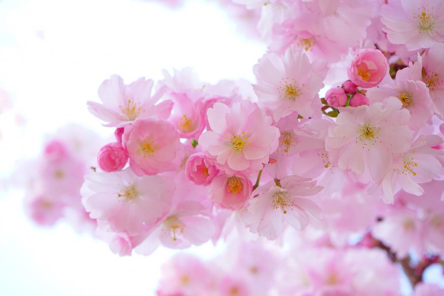 7e Paaszondag - zondag 12 mei 2024 © pink-324175_1920 - pixabay