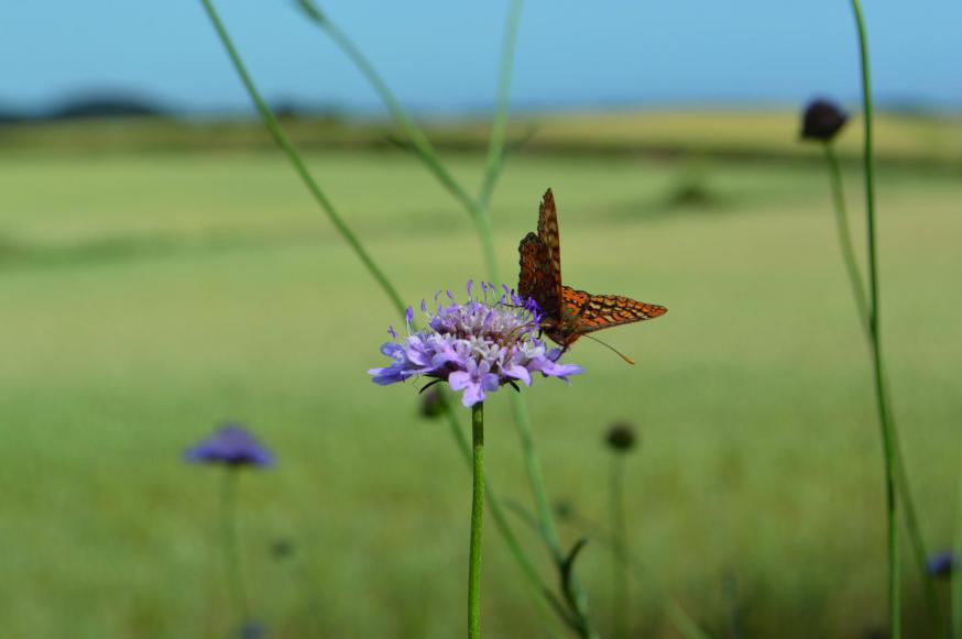 Vlinder © Ilse Van Halst