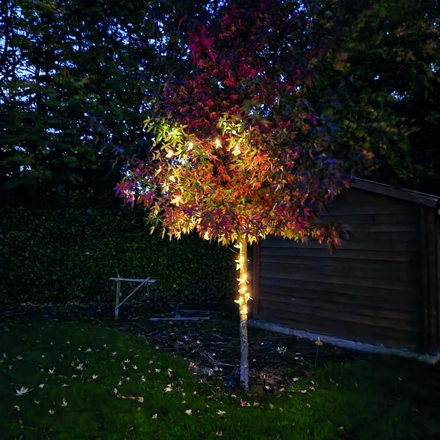 Wensboom © Van Haute