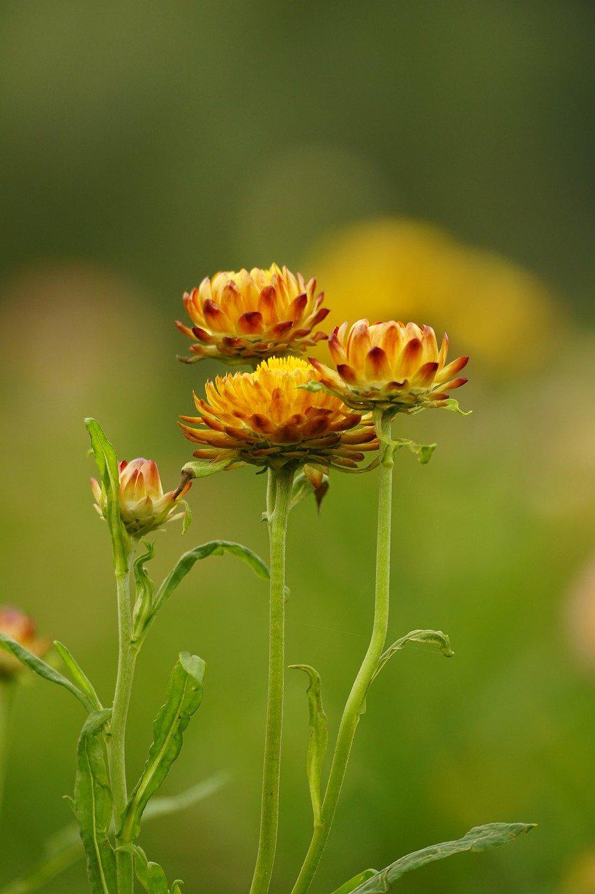 Allerheiligen © Pixabay
