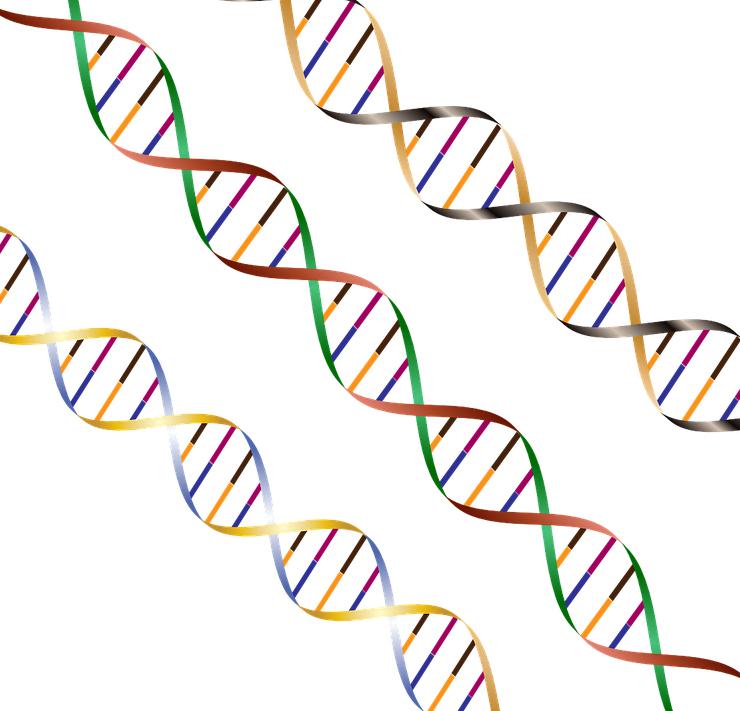 De dubbele helixstructuur van DNA 