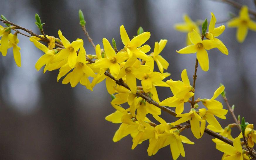forsythia 