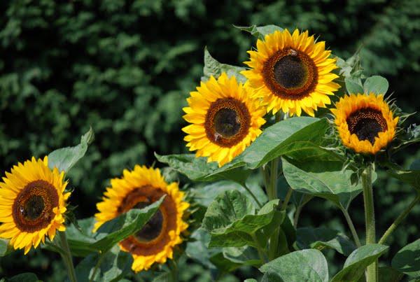 “Vele  mooie zomerse momenten vol vriendschap gewenst!" © Jan Vanriest