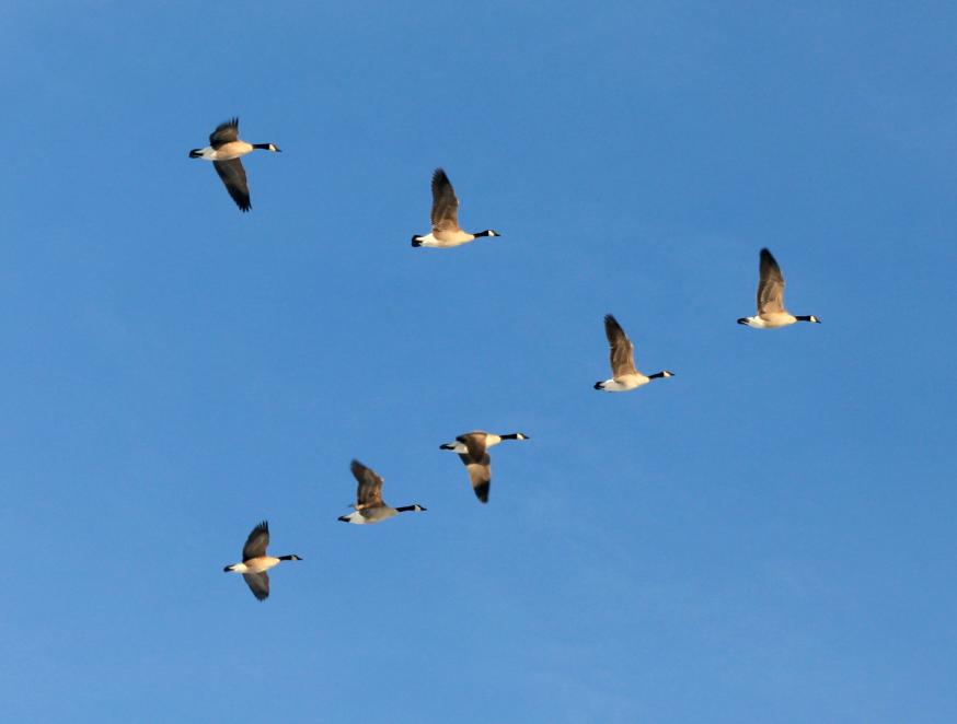 Vlucht wilde ganzen © Flickr, Marcia Vlucht wilde ganzen © Flickr, Marcia