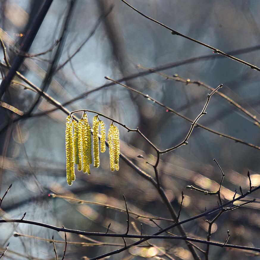 Mannelijke bloemen of ‘katjes’ van de hazelaar - Corylus avellana © CC Mabel Amber via Pixabay