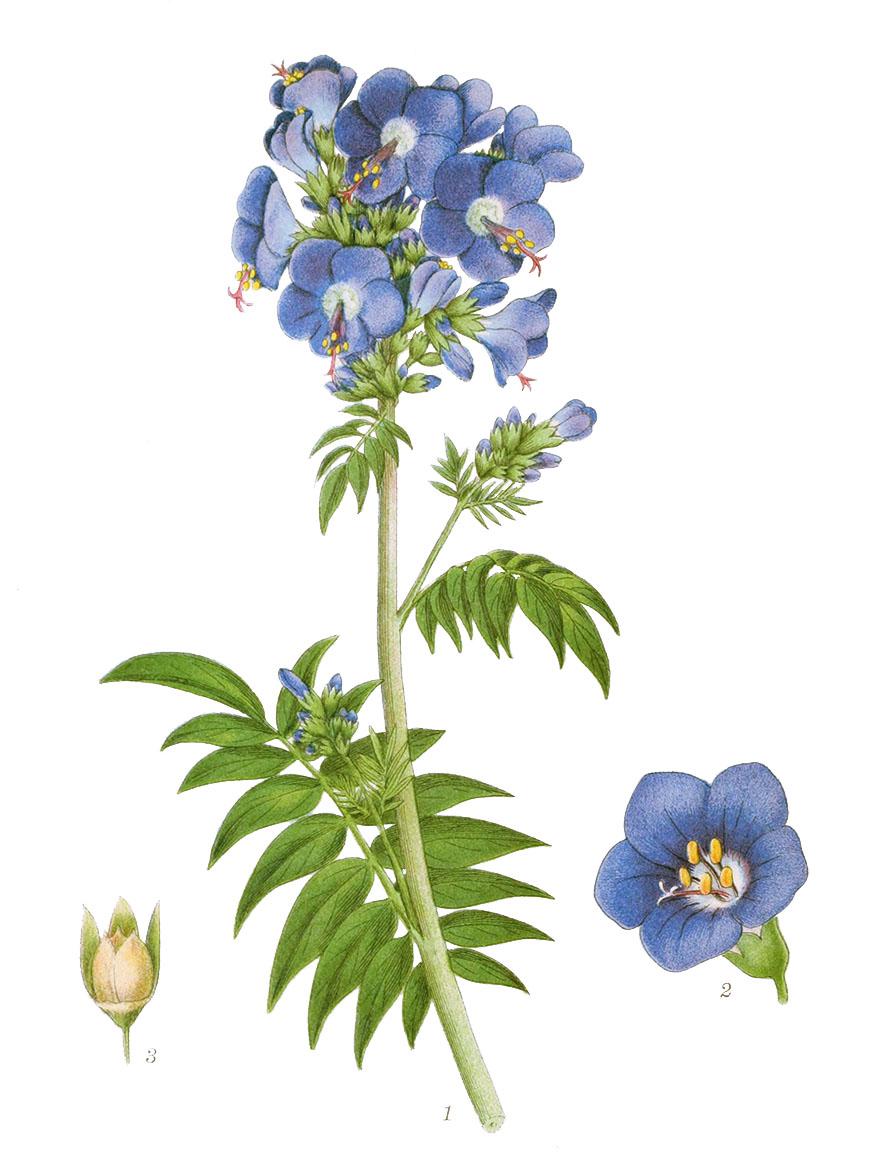 Jakobsladder - Polemonium caeruleum © CC Biodiversity Heritage Library