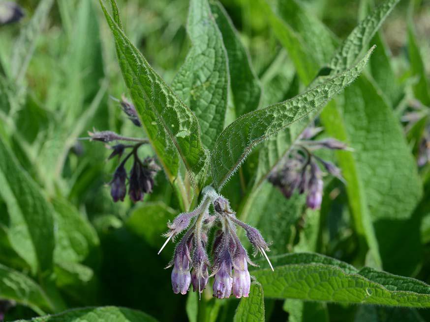 Smeerwortel - Symphytum officinale © CC Joost J. Bakker IJmuiden via Flickr