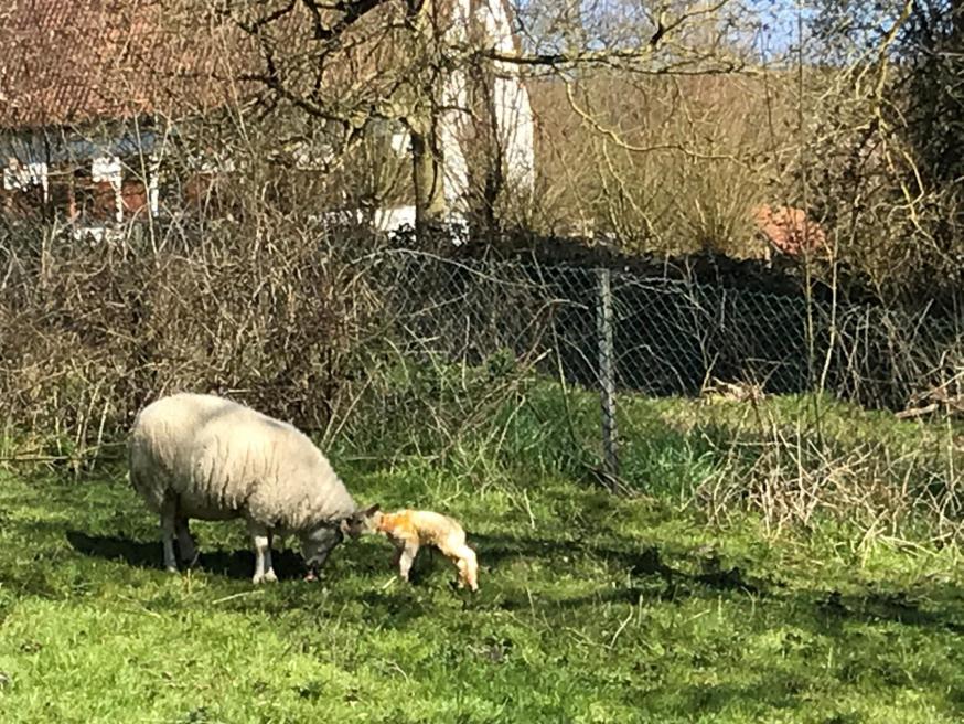 lammetje op zijn pootjes 