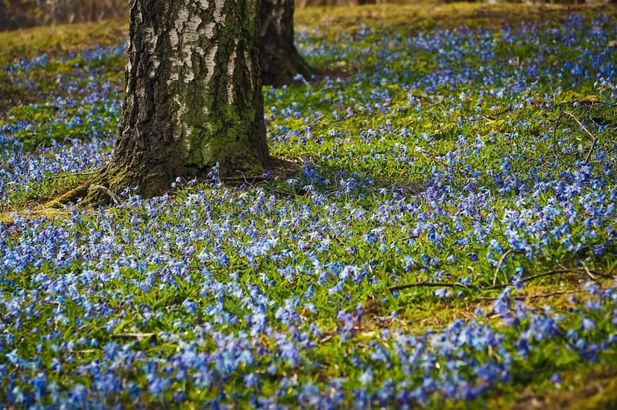 lente.jpg 