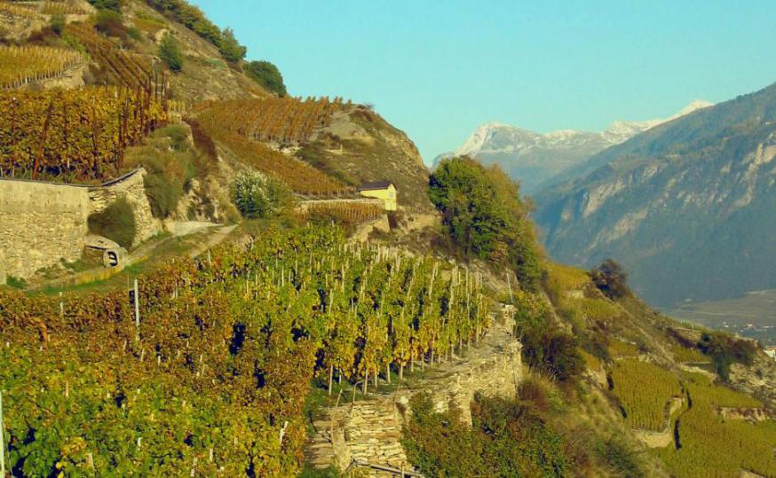 De meeste wijngaarden op de helling van Lentine zijn kerkelijke eigendom © Toerisme Wallis