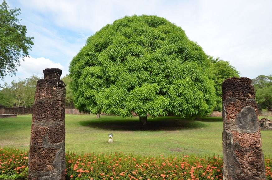 ‘De mangoboom hielp de man te beseffen hoe God is: zijn onmetelijke groeikracht en zijn gulheid en genade in overvloed.’ © Pixabay ‘De mangoboom hielp de man te beseffen hoe God is: zijn onmetelijke groeikracht en zijn gulheid en genade in overvloed.’ © Pixabay
