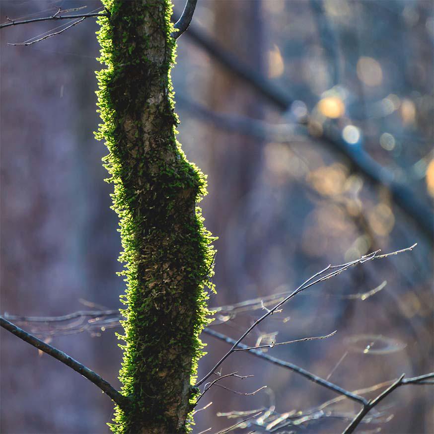 Bemoste bomen zijn ook in de winter groen © CC Bradley Huchteman via Flickr