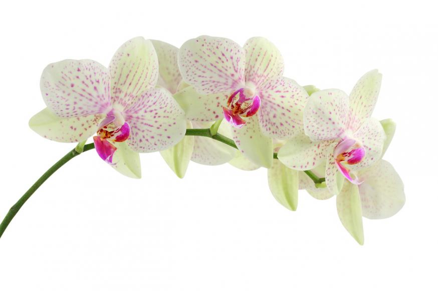 orchidee 