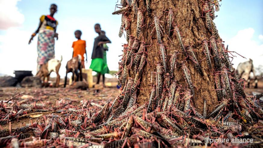 Oost-Afrika gaat al sinds begin 2020 gebukt onder een sprinkhanenplaag © Misereor/Picture Alliance