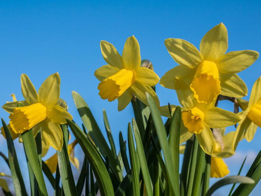 Paasbloemen 