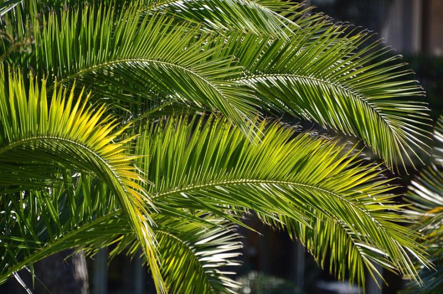 Palmzondag © pixabay