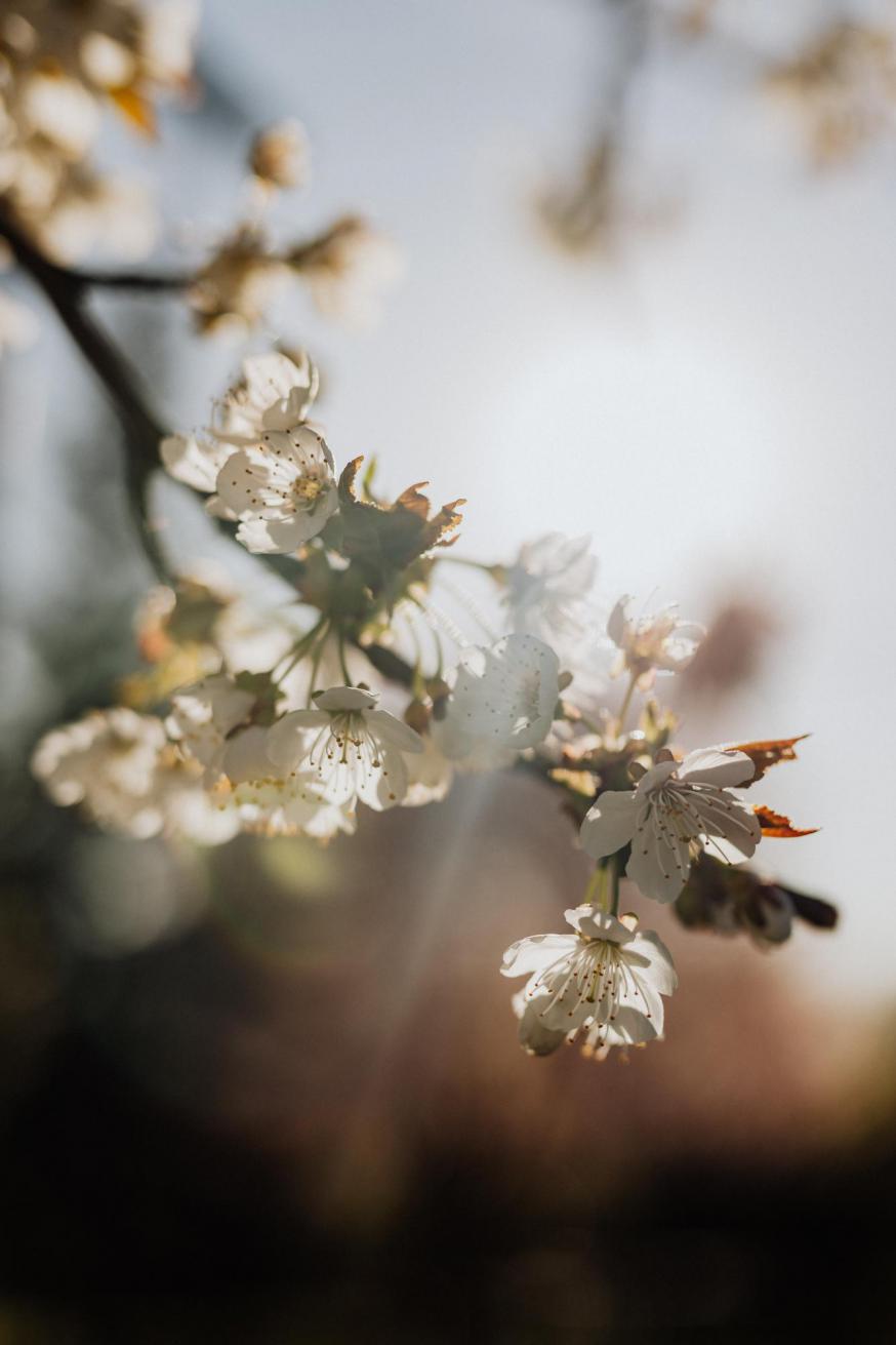 Zalige Paastijd © pexels-karolina-grabowska-4210905_0