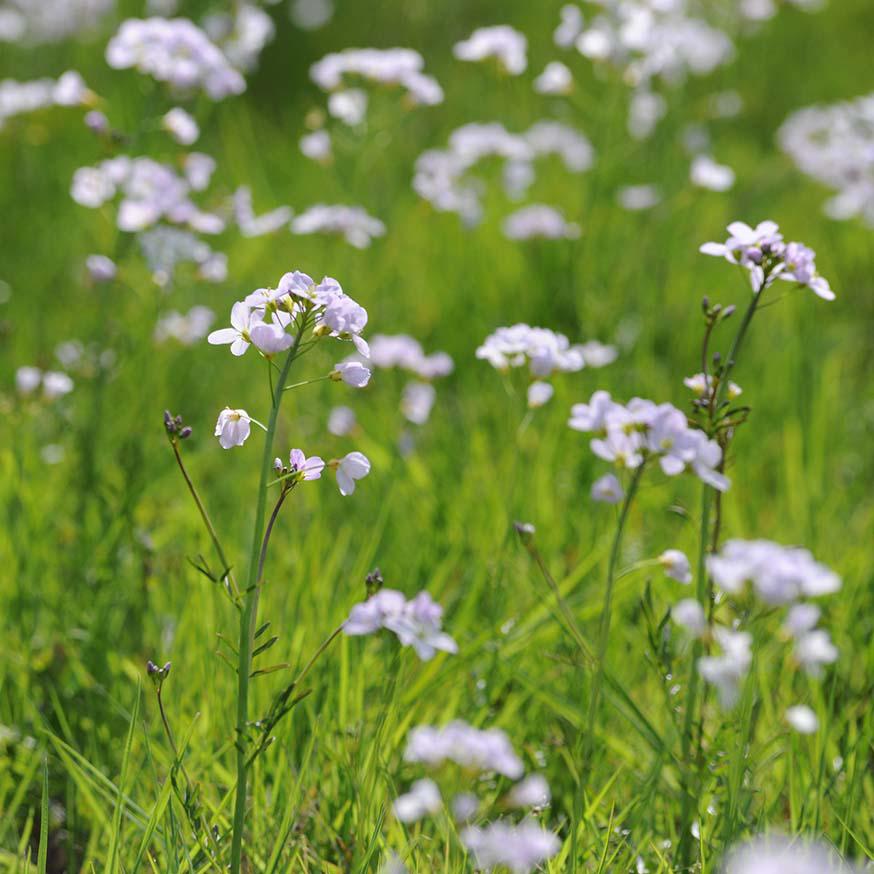 Pinksterbloem - Cardamine pratensis © CC Joost J. Bakker IJmuiden via Flickr