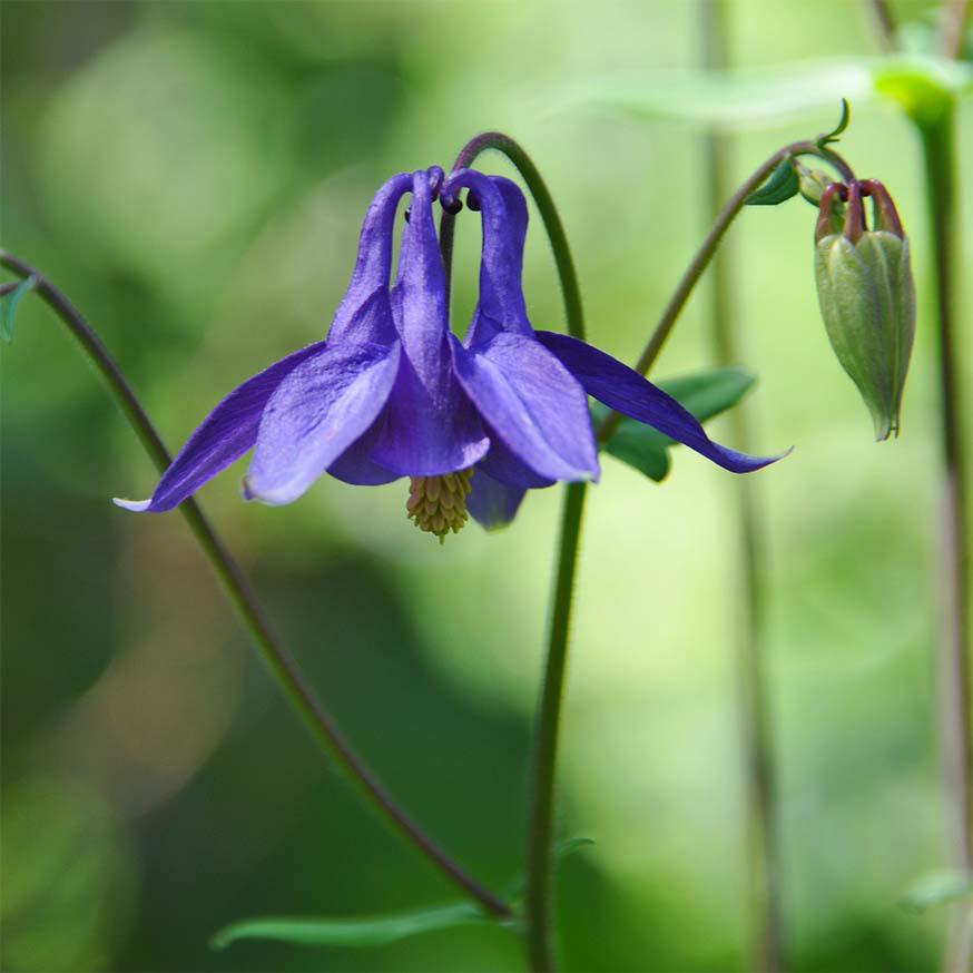 Wilde akelei - Aquilegia vulgaris © CC Lotus Johnson via Flickr