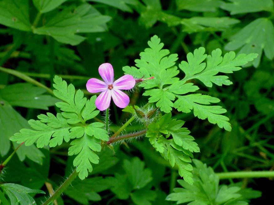 Bloem en blad herkennen van robertskruid - Geranium robertianum © CC nz_willowherb via Flickr