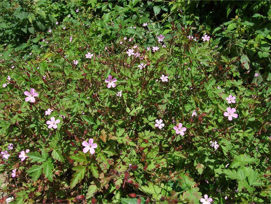 Wolkje van robertskruid (Geranium robertianum) in je tuin © CC Philip Goddard via Flickr