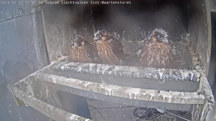 Slechtvalken in de St Maartenstoren 