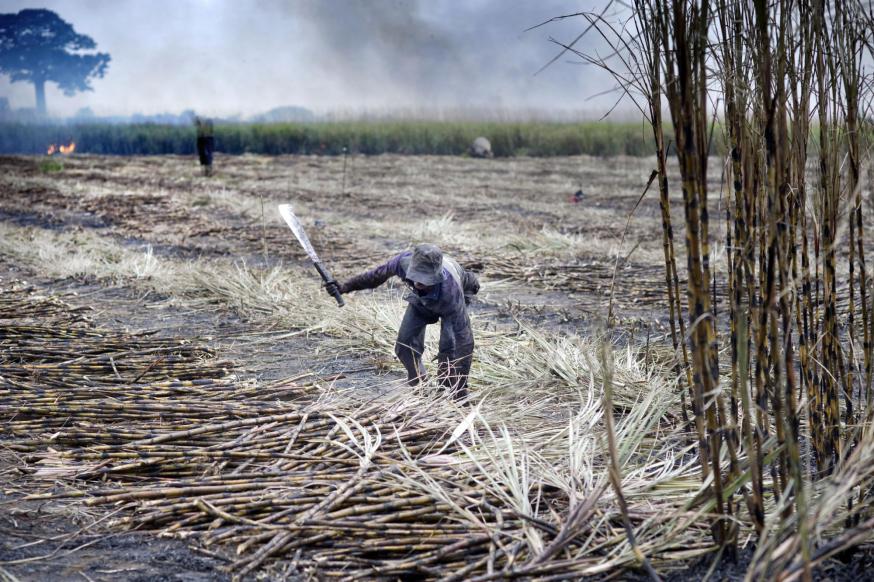 Suikerriet kappen is bijzonder zwaar en ongezond werk. Een arbeider is aan het werk terwijl achter hem een veld wordt afgebrand. © Piet den Blanken