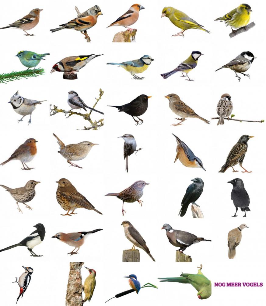 Tuinvogels herkennen © Natuurpunt Tuinvogels herkennen © Natuurpunt