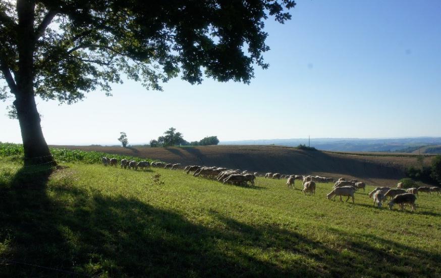 De Heer is mijn Herder 